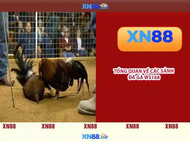 xn88: Nền tảng cược trực tuyến phổ biến tại Việt Nam