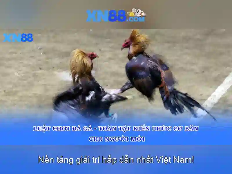XN88: Giới thiệu về nền tảng trò chơi và cược trực tuyến