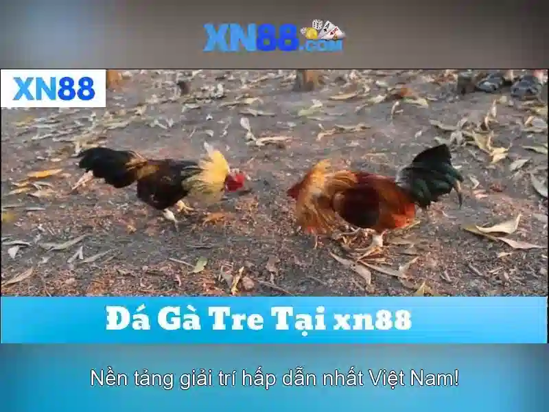 xn88: Tổng quan về nền tảng và trải nghiệm cược trực tuyến