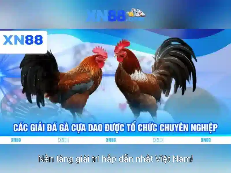 xn88: Đánh giá tổng quan và trải nghiệm người dùng